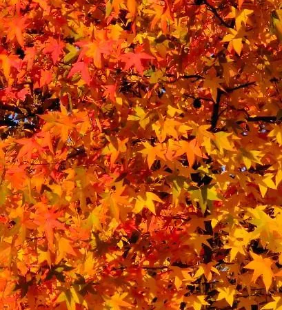 La Valle * Nervesa della Battaglia