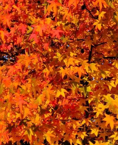 La Valle * Nervesa della Battaglia